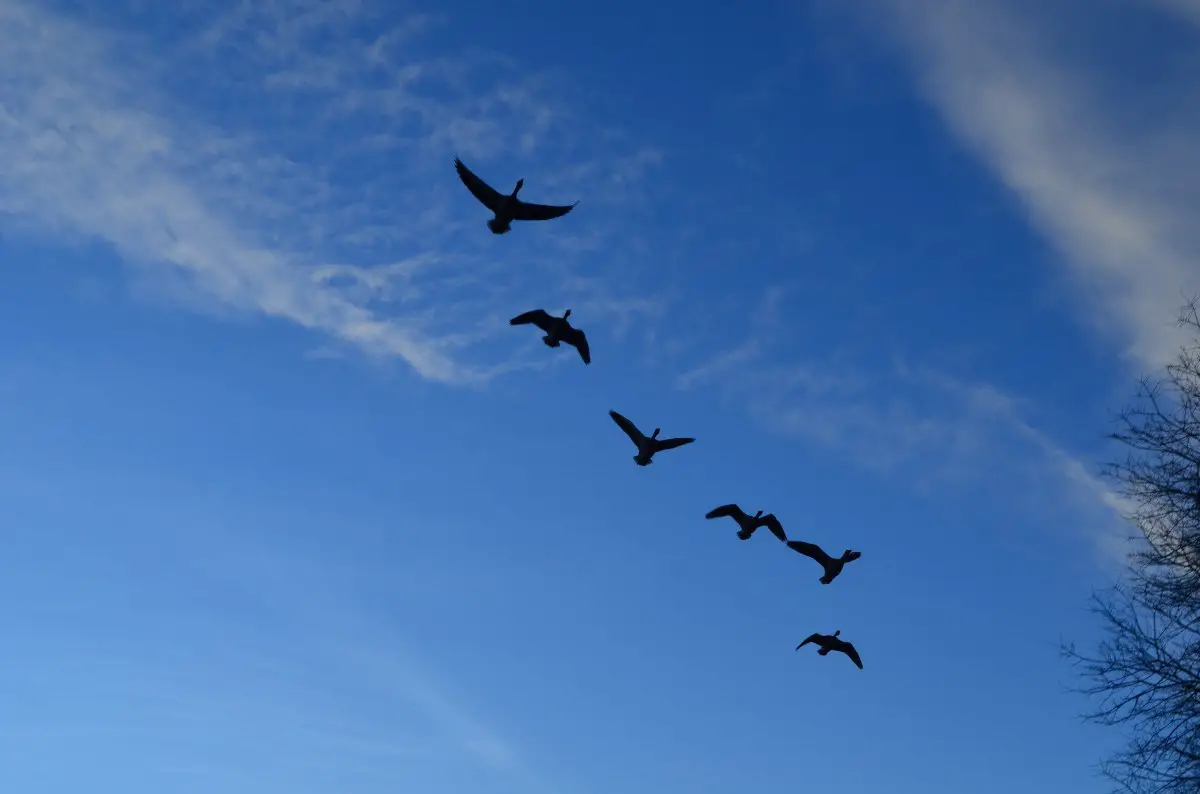 geese_flock_flight_sky_blue_animals_background-1153883.jpg!d